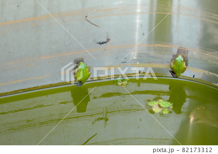 張り付く二匹のカエル 82173312