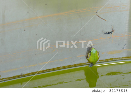 陸にあがるしっぽが残るカエル 82173313