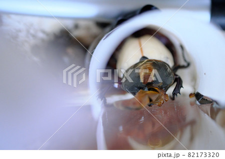 人工蛹室で羽化した直後のカブト虫 人工蛹室で羽化した直後のカブト虫 82173320