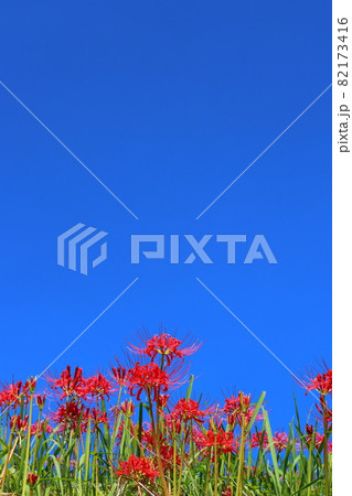 彼岸花と青空 82173416