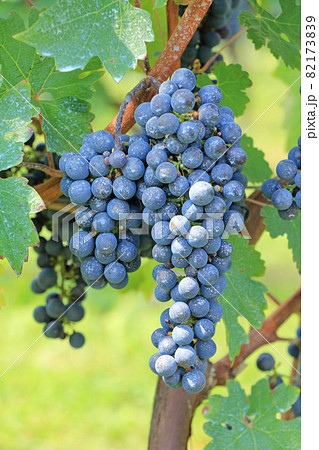 ワイン用ブドウ　カベルネ・ソーヴィニヨン 82173839