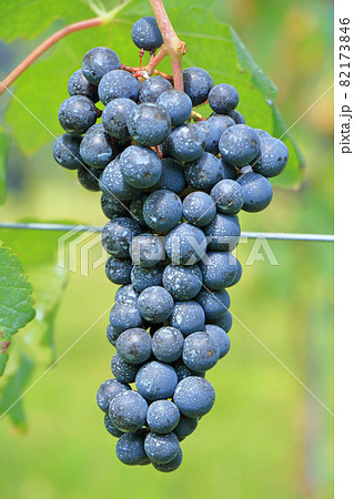 ワイン用ブドウ カベルネ・ソーヴィニヨン ワイン用ブドウ カベルネ・ソーヴィニヨン 82173846