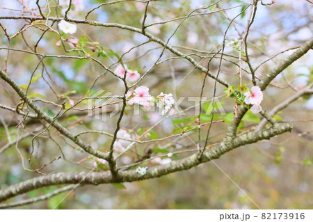 桜の花　アーコレード 82173916