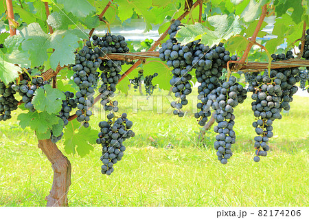 ワイン用ブドウ メルロー ワイン用ブドウ メルロー 82174206