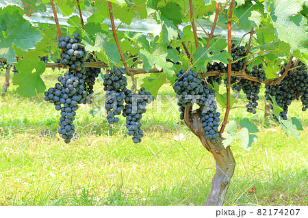 ワイン用ブドウ メルロー ワイン用ブドウ メルロー 82174207