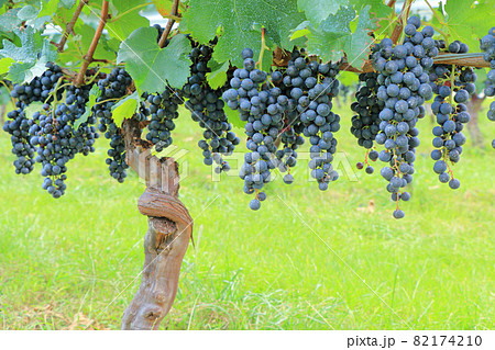 ワイン用ブドウ メルロー ワイン用ブドウ メルロー 82174210