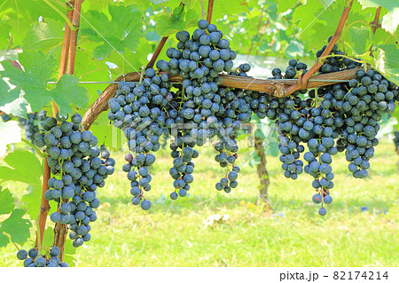 ワイン用ブドウ メルロー ワイン用ブドウ メルロー 82174214