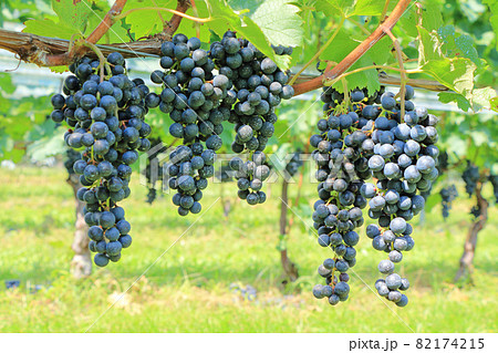 ワイン用ブドウ メルロー ワイン用ブドウ メルロー 82174215