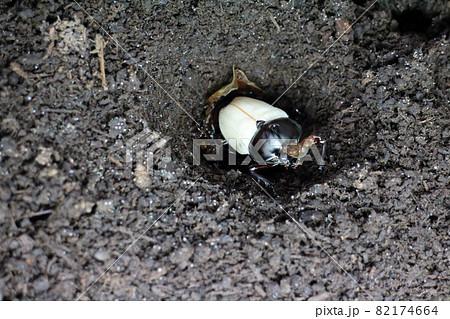 白く美しいカブトムシの羽化 白く美しいカブトムシの羽化 82174664