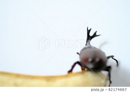 カブト虫のかっこいいツノのアップ 82174667