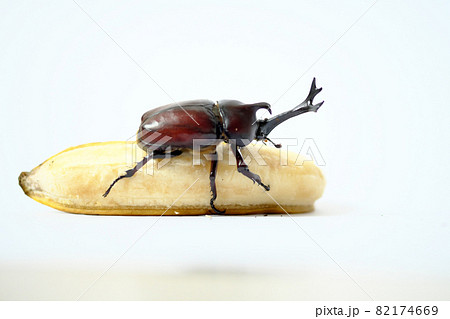 バナナの上を移動するカブトムシ バナナの上を移動するカブトムシ 82174669