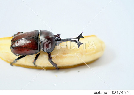 バナナを食べるカブトムシのオス 82174670
