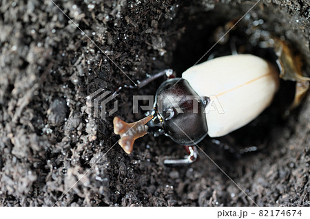 羽化した美しいカブトムシの白い羽色 羽化した美しいカブトムシの白い羽色 82174674