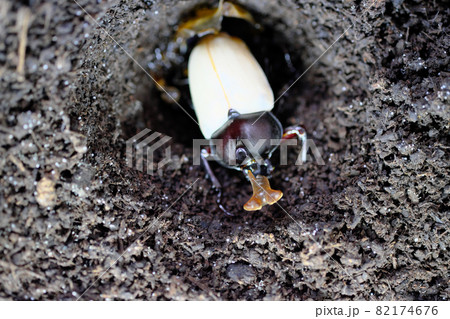 角に皮が残る羽化したカブトムシ 82174676