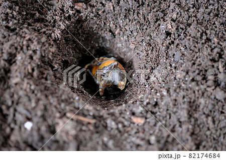 土の中で誕生日を待つカブトムシ 土の中で誕生日を待つカブトムシ 82174684