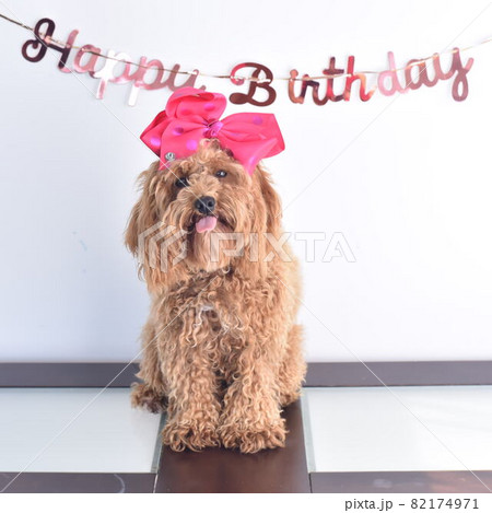 可愛いカブードルの誕生日の記念写真 可愛いカブードルの誕生日の記念写真 82174971