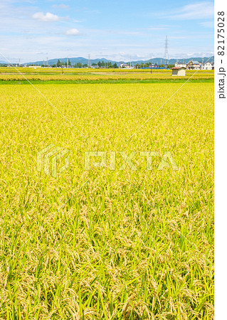 秋の田んぼ 82175028