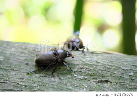 後ろ姿のオスと横を向くカブトムシのメス 後ろ姿のオスと横を向くカブトムシのメス 82175076