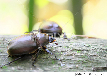木にとまるかわいいカブトムシの雌 木にとまるかわいいカブトムシの雌 82175077