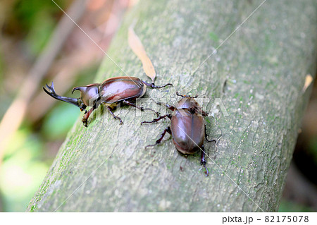 森の中のカブトムシのオスとメス 森の中のカブトムシのオスとメス 82175078
