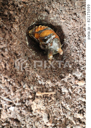 羽化直前のしわのあるカブトムシのサナギ 羽化直前のしわのあるカブトムシのサナギ 82175099