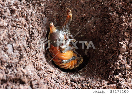 土の中で羽化を待つ直前のカブトムシのサナギ 土の中で羽化を待つ直前のカブトムシのサナギ 82175100