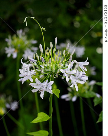 アサガオの蔓に絡まれてるアガパンサス(公園の紫君子蘭の花と蕾) アサガオの蔓に絡まれてるアガパンサス(公園の紫君子蘭の花と蕾) 82175158