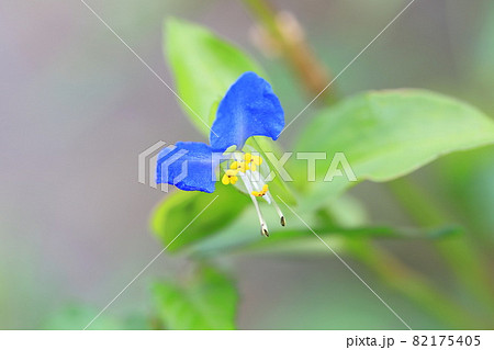 かわいい露草(ツユクサ)の花 かわいい露草(ツユクサ)の花 82175405