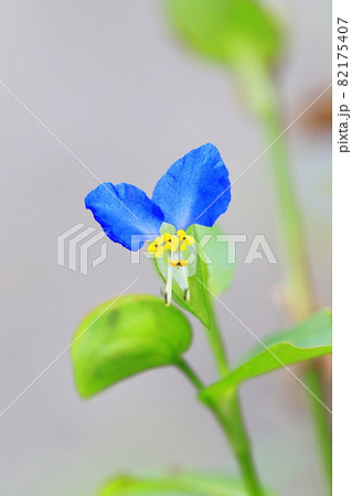 かわいい露草（ツユクサ）の花 82175407