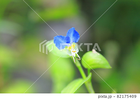 かわいい露草(ツユクサ)の花 かわいい露草(ツユクサ)の花 82175409