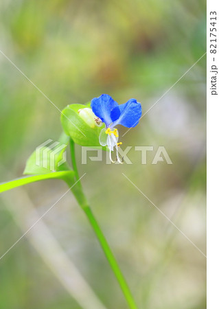 かわいい露草(ツユクサ)の花 かわいい露草(ツユクサ)の花 82175413