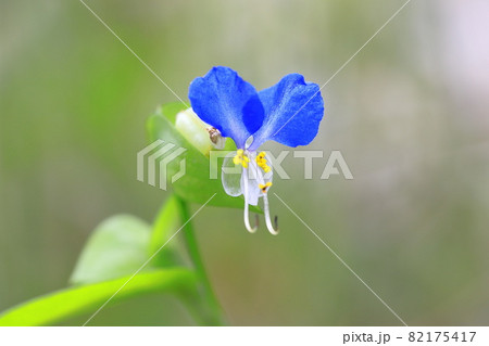 かわいい露草(ツユクサ)の花 かわいい露草(ツユクサ)の花 82175417
