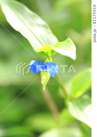 かわいい露草(ツユクサ)の花 かわいい露草(ツユクサ)の花 82175419