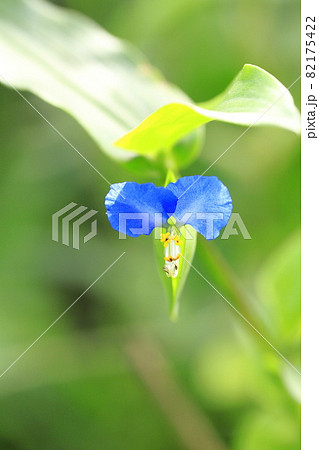 かわいい露草（ツユクサ）の花 82175422