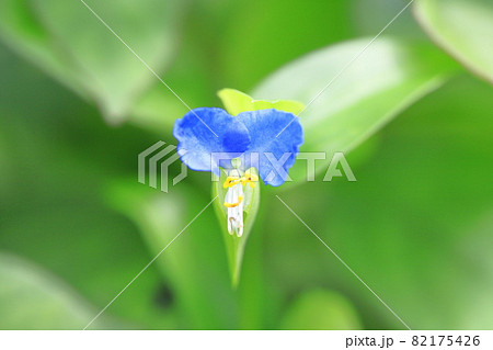 かわいい露草(ツユクサ)の花 かわいい露草(ツユクサ)の花 82175426