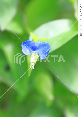 かわいい露草（ツユクサ）の花 82175427