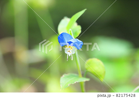 かわいい露草（ツユクサ）の花 82175428