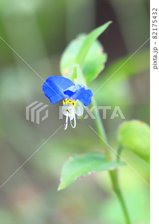 かわいい露草(ツユクサ)の花 かわいい露草(ツユクサ)の花 82175432