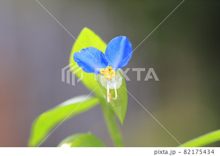 かわいい露草(ツユクサ)の花 かわいい露草(ツユクサ)の花 82175434