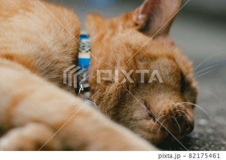 猫すやすや眠りにつく 82175461