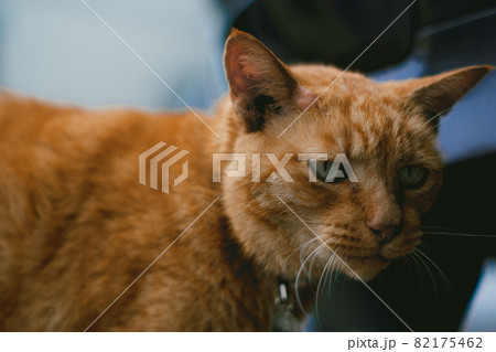 茶虎猫不機嫌かな? 茶虎猫不機嫌かな? 82175462