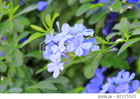 ブルーの瑠璃茉莉（ルリマツリ）の花 82175525