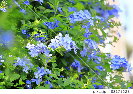 ブルーの瑠璃茉莉(ルリマツリ)の花 ブルーの瑠璃茉莉(ルリマツリ)の花 82175528
