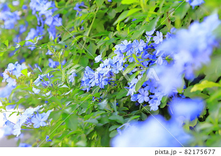 ブルーの瑠璃茉莉(ルリマツリ)の花 ブルーの瑠璃茉莉(ルリマツリ)の花 82175677