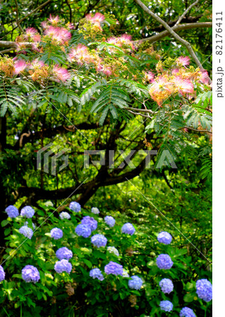 ネムノキと紫陽花の風景 82176411