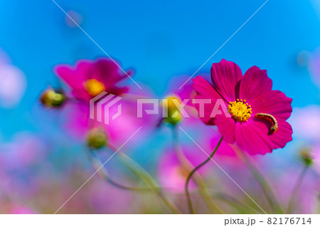 コスモスの花 コスモスの花 82176714
