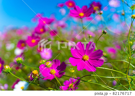 コスモスの花 コスモスの花 82176717