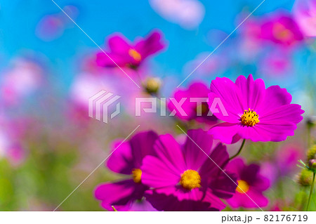 コスモスの花 コスモスの花 82176719