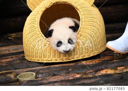 籐の家がお気に入りの赤ちゃんパンダ 籐の家がお気に入りの赤ちゃんパンダ 82177083