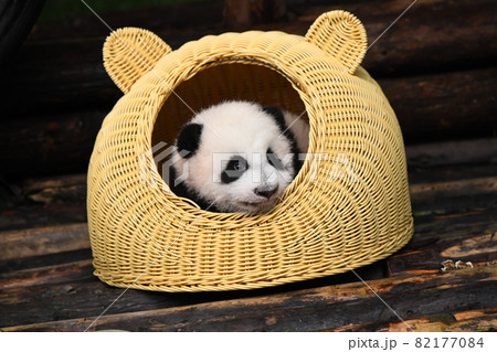 籐の家がお気に入りの赤ちゃんパンダ 82177084